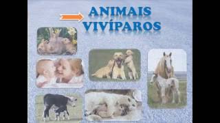 ANIMAIS OVÍPAROS VIVÍPAROS E OVOVIVÍPAROS [upl. by Odirfliw921]