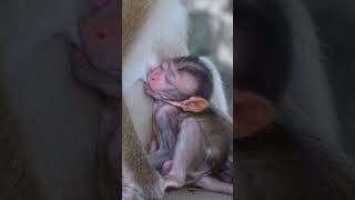 Good Night From Little Monkey animalshorts cuteanimals monkeyvideo [upl. by Uile]