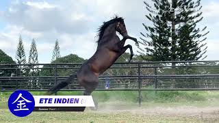 ETE INDIEN Summer FrontEast India by Mizzen Mast COOL SUMMER FARM FEATURED STALLION 2024 [upl. by Terence207]