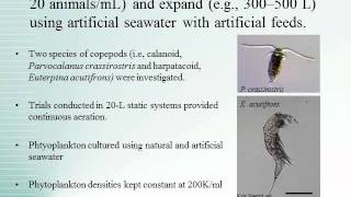 Alternative Methods for Marine Copepod Production in Hawaii Final Report [upl. by Hathaway]