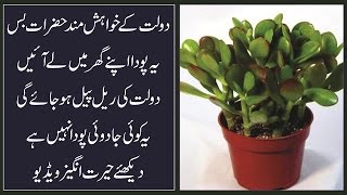 Agar Ap Ameer Hona Chahty Hain To Yeah Plant Ghar Ly Aain  Urdu Hindi [upl. by Clive]