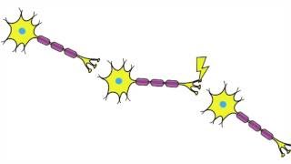 Nervous System Part 2  Neuron [upl. by Antoinetta311]