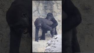 adorable gorilla brotherly love 😍🤣 gorillatag 金剛猩猩 台北市立動物園 shorts [upl. by Ordway]