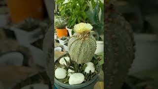 Astrophytum  Astrophytum Myriostigma  Astrophytum Asterias Flowers flower plants gardening [upl. by Iramo]