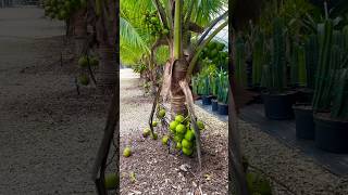 Super Dwarf Coconut Tree fruit [upl. by Marybelle421]