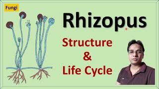 Rhizopus  Structure  Reproduction and Life cycle  Zygomycetes [upl. by Snowber730]