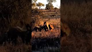 Lion hunt hyena animals wildlife wildanimals foryou fyp [upl. by Neelyak]