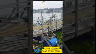 LAPAK BLESENG YANG SELALU PENUHshortsfeed fishing [upl. by Idieh]