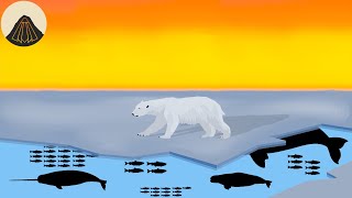 Why Polar Bears are Such Weird Animals [upl. by Donahue]