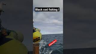 Bering Sea Black Cod Fishing fishing ocean alaska shortvideo [upl. by Vaish]