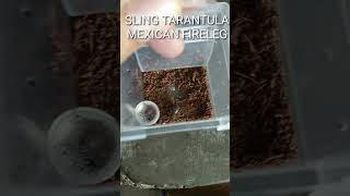 My sling tarantulamexican fireleg 1st stage of moltingslingtarantulaslingtarantula [upl. by Brenn]