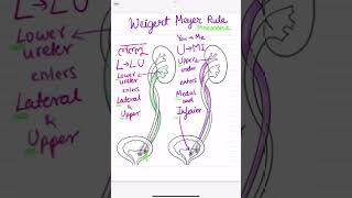 WeigertMeyer rule mnemonic [upl. by Dukie]