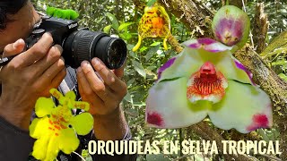 ORQUIDEAS EN SELVA HUMEDAD TROPICAL [upl. by Yalcrab]