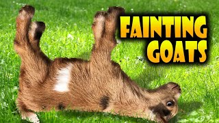 Top 40 Fainting Goats Very Funny Compilation 🐐😂 Goats Fainting Videos [upl. by Rochkind]