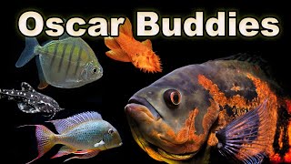 Oscar Buddies Some of The BEST Tank Mates for Your Oscar Fish [upl. by Neltiak]