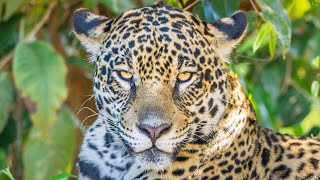 Jaguars of the Pantanal  Birds and Wildlife at Porto Jofre  Mato Grosso Brazil 2023  4KVideo [upl. by Celestine914]