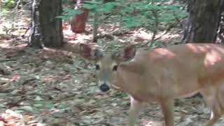 A Deer Comes Up to Me While Hiking [upl. by Glimp]