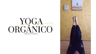 🔝 POSTURAS INVERTIDAS en Yoga Orgánico movimiento de fluidos  Somática [upl. by Glory]