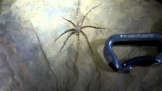 Huge Cave Spider [upl. by Navi]