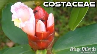 Costus spicatus Canadobrejo Costaceae Canademacaco [upl. by Atis917]