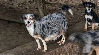 Pregnant Mother Dog in Slaughterhouse Worried Struggling to Find a Safe Place to Give Birth [upl. by Charmion70]