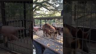 Trampa para cerdos salvajes 🐖 aventura animals animalesincreibles florida hunting shortviral [upl. by Pogah544]