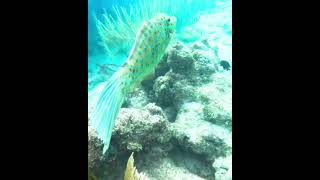 Scrawled Filefish filefish scrawledfilefish coralreef underwater fish [upl. by Dinesh291]