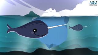 Listen to narwhals click buzz and whistle [upl. by Arriat499]