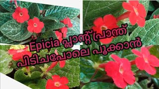 epicia red color flowering plant  flowers caring and planting [upl. by Ajet]