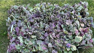 Ground Covers You Can Plant in Fall [upl. by Oiracam]