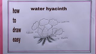 how to draw water hyacinth easywater hyacinth drawing easy [upl. by Briney]