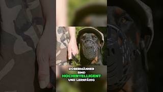 hochintelligente Militärhunde [upl. by Druce222]