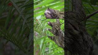 Real Sloth Sounds l High Quality l Cute Sloth Sound Experience l 4K shorts [upl. by Labotsirc56]