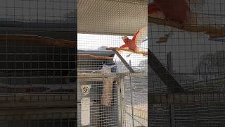 Galah Cockatoo Dancing  Galah cockatoo pair parrot cage setup  Cockatoo breeding farm shorts [upl. by Kassaraba]