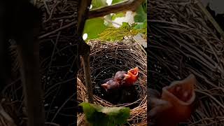 Bulbul bird babies P 27 short youtubeshorts [upl. by Oludoet]