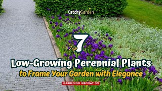 7 Best LowGrowing Perennial Plants to Frame Your Garden with Elegance 🌸🍃🌷 [upl. by Brigette]