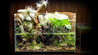 Nano Shrimp Waterfall Paludarium Made from Scrap Materials [upl. by Nedak453]