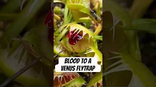 Feeding Blood to a Venus Flytrap [upl. by Caves784]