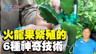 火龍果繁殖的6種神奇技術，很多人不知道。 [upl. by Aitnwahs]