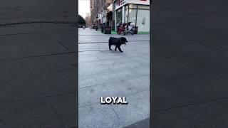 Loyal Dog Sniffs Everyone In Search Of Owner Who Left Him ❤️animalshorts dog doglover [upl. by Lynda]