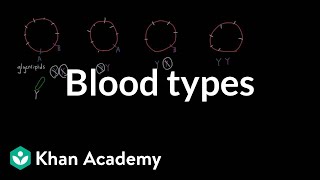 Blood types  Human anatomy and physiology  Health amp Medicine  Khan Academy [upl. by Ellehctim413]