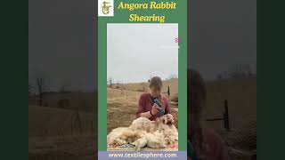 Angora Rabbit Shearing Process luxury wool [upl. by Hengel841]