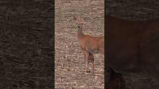 Tiny Fawn Calling for Mama fawn babydeer [upl. by Beebe]