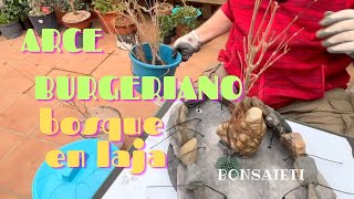 🌲 bosque de bonsai BURGERIANO en laja [upl. by Leis]