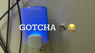 How I get rid of 🦟 Gnats 🦟in my house [upl. by Rramel845]