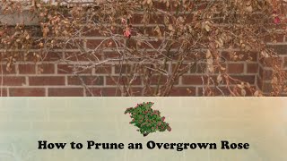 How to Prune an Overgrown Rose  Lets Grow Stuff [upl. by Rukna]