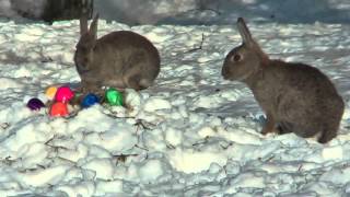 Ostern im Schnee [upl. by Lehacim]