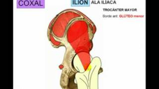 OSTEOLOGIA DE MIEMBRO INFERIOR 1 Diagnostico X [upl. by Neleh196]