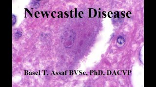 Newcastle Disease [upl. by Cassius]