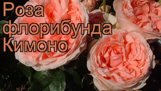 Роза флорибунда Кимоно rose kimono 🌿 флорибунда роза Кимоно обзор как сажать саженцы розы Кимоно [upl. by Dalohcin]